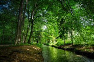 Ein kleiner Fluss fließt durch einen dichten grünen Wald, durch dessen Blätter die Sonne schimmert